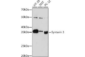 STX3 抗体