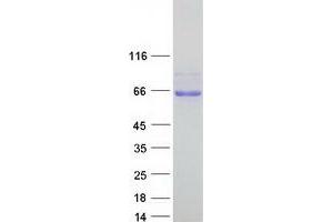 Western Blotting (WB) image for ADAMTS-Like 1 (ADAMTSL1) (Transcript Variant 2) protein (Myc-DYKDDDDK Tag) (ABIN2714390)