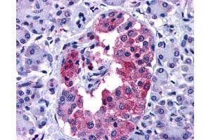 Anti-GIPR antibody IHC of human pancreas. (GIPR 抗体  (N-Term))