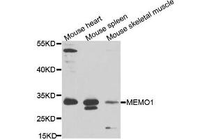 Western blot analysis of extracts of various cells, using MEMO1 antibody.