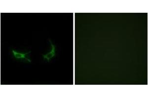 Immunofluorescence analysis of LOVO cells, using OR2M3 Antibody. (OR2M3 抗体  (AA 241-290))