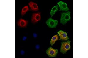ABIN6262587 and ABIN6273127 staining Hela cells by IF/ICC. (INHBA 抗体  (Internal Region))