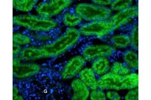 Immunohistochemistry (IHC) image for anti-Potassium Inwardly-Rectifying Channel, Subfamily J, Member 13 (KCNJ13) (AA 80-94), (Extracellular) antibody (Atto 488) (ABIN7043476)
