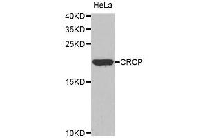 Western blot analysis of extracts of HeLa cells, using CRCP antibody. (CRCP 抗体  (AA 1-115))