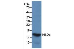 Detection of Recombinant GAL2, Human using Monoclonal Antibody to Galectin 2 (GAL2) (Galectin 2 抗体  (AA 1-132))