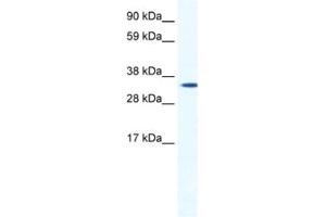 Western Blotting (WB) image for anti-Homeobox B1 (HOXB1) antibody (ABIN2461437) (HOXB1 抗体)