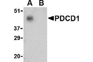 Western Blotting (WB) image for anti-Programmed Cell Death 1 (PDCD1) (C-Term) antibody (ABIN1030570) (PD-1 抗体  (C-Term))
