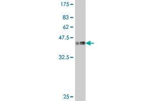 Western Blot detection against Immunogen (37. (PSMA8 抗体  (AA 143-242))