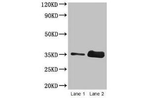 Western blot All lanes: Wheat Gliadin at 2 μg/mL Lane 1: Wheat flour at 2 μg Lane 2: Wheat flour at 10 μg Secondary Goat polyclonal to rabbit IgG at 1/15000 dilution Predicted band size: 35 kDa Observed band size: 35 kDa (Gliadin 抗体)