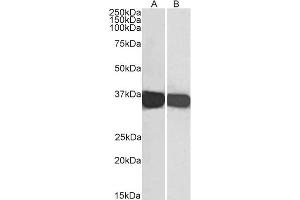 ABIN185240 (0. (GAPDH 抗体  (C-Term))