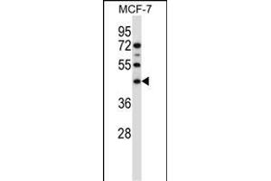 SGMS1 Antibody (N-term) (ABIN657485 and ABIN2846514) western blot analysis in MCF-7 cell line lysates (35 μg/lane). (Sphingomyelin Synthase 1 抗体  (N-Term))