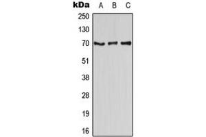 Western blot analysis of CD58 expression in HEK293T (A), Raw264. (CD58 抗体  (Center))