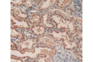 Figure. (Caspase 3 抗体  (AA 29-175))