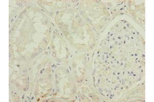 Immunohistochemistry of paraffin-embedded human kidney tissue using ABIN7154554 at dilution of 1:100 (MSTN 抗体  (AA 267-375))