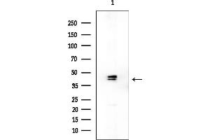 Western blot analysis of lysates from Rat brain, using OR52E6 Antibody at 1/1000 dilution.