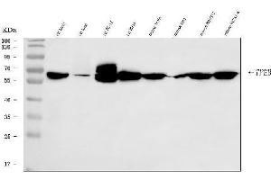 Western blot analysis of TFEB using anti-TFEB antibody (ABIN7600648). (TFEB 抗体  (AA 214-326))