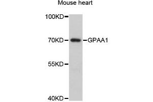 Western blot analysis of extracts of mouse heart, using GPAA1 antibody (ABIN6292961) at 1:3000 dilution. (GPAA1 抗体)