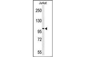 Western blot analysis of PLEKHH2 Antibody (C-term) in Jurkat cell line lysates (35ug/lane).