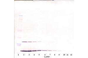 Image no. 1 for anti-Interleukin 9 (IL9) antibody (ABIN465896) (IL-9 抗体)