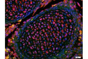 Formalin-fixed and paraffin-embedded mouse embryo labeled with Anti-KLF2 Polyclonal Antibody, Unconjugated (ABIN680473) 1:200, overnight at 4°C, The secondary antibody was Goat Anti-Rabbit IgG, Cy3 conjugated used at 1:200 dilution for 40 minutes at 37°C. (KLF2 抗体  (AA 251-355))
