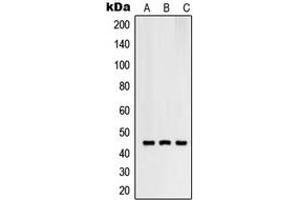 Western blot analysis of RNF130 expression in SKMEL28 (A), HuvEc (B), HeLa (C) whole cell lysates. (RNF130 抗体  (C-Term))