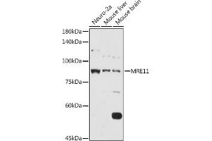 Western blot analysis of extracts of various cell lines, using MRE11 antibody (ABIN3016249, ABIN3016250, ABIN3016251 and ABIN6219660) at 1:1000 dilution. (Mre11 抗体  (AA 1-205))