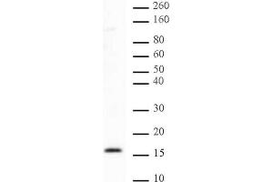 Histone H2B dimethyl Lys46 pAb tested by Western blot. (Histone H2B 抗体  (2meLys46))