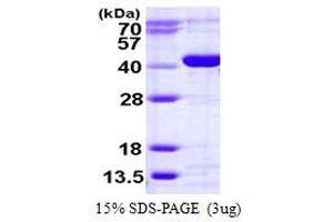 SDS-PAGE (SDS) image for Calcium Activated Nucleotidase 1 (CANT1) (AA 63-401) protein (His tag) (ABIN667995) (CANT1 Protein (AA 63-401) (His tag))