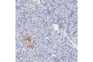 Immunohistochemical staining (Formalin-fixed paraffin-embedded sections) of human pancreas with PCSK1N polyclonal antibody  shows cytoplasmic positivity in endocrine cells at 1:20-1:50 dilution. (PCSK1N 抗体)