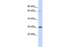 WB Suggested Anti-FCER1A Antibody Titration:  0. (Fc epsilon RI/FCER1A 抗体  (Middle Region))