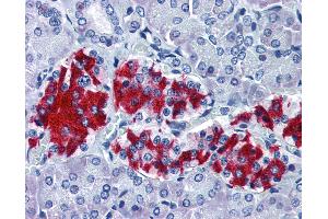 Anti-GNAI1 antibody IHC of human pancreas. (GNAI1 抗体)