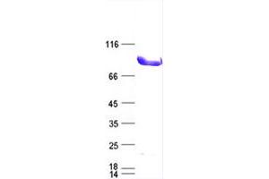 Dual-Specificity tyrosine-(Y)-phosphorylation Regulated Kinase 1A (DYRK1A) protein (DYKDDDDK Tag)
