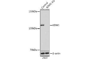 Western blot analysis of extracts from normal (control) and KDM1 Rabbit pAb knockout (KO) 293T cells, using KDM1 Rabbit pAb antibody (ABIN7268323) at 1:1000 dilution. (LSD1 抗体  (AA 130-380))