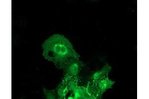 Immunofluorescence (IF) image for anti-BAI1-Associated Protein 2 (BAIAP2) antibody (ABIN1496805) (BAIAP2 抗体)