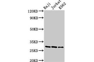 Western Blot Positive WB detected in: Raji whole cell lysate, Jurkat whole cell lysate, K562 whole cell lysate All lanes: Gzma antibody at 3 μg/mL Secondary Goat polyclonal to rabbit IgG at 1/50000 dilution Predicted band size: 29 kDa Observed band size: 29 kDa (GZMA 抗体  (AA 29-260))