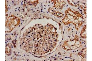 IHC image of ABIN7164750 diluted at 1:300 and staining in paraffin-embedded human kidney tissue performed on a Leica BondTM system. (PRODH 抗体  (AA 71-134))