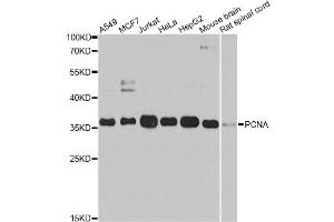 Western blot analysis of extracts of various cell lines, using PCNA antibody (ABIN1874056) at 1:1000 dilution. (PCNA 抗体)