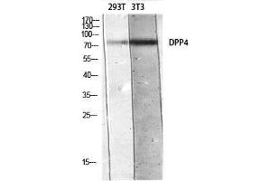 Western Blot (WB) analysis of 293T 3T3 lysis using DPP4 antibody. (DPP4 抗体)