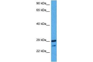 Host:  Mouse  Target Name:  NKX2-2  Sample Tissue:  Mouse Pancreas  Antibody Dilution:  1ug/ml