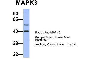 Host: Rabbit  Target Name: MAPK3  Sample Tissue: Human Adult Placenta  Antibody Dilution: 1. (ERK1 抗体  (Middle Region))