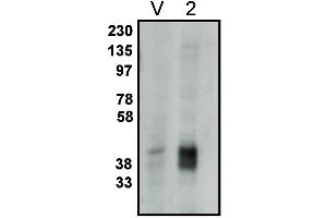 Western blot analysis using LPP2 antibody on vector-controlled HEK-293 cells (V) and HEK-293 cells overexpressing LPP2 protein (2) at 1 µg/ml (Lysophospholipid Phosphatase (LPP) 2 抗体)