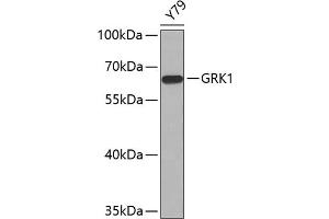Western blot analysis of extracts of Y79 cells, using GRK1 antibody (ABIN6134352, ABIN6141414 and ABIN7101798). (GRK1 抗体  (AA 1-160))