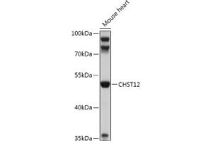 Western blot analysis of extracts of Mouse heart, using CHST12 antibody (ABIN7266065) at 1:1000 dilution. (CHST12 抗体  (AA 193-414))
