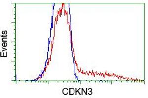Flow Cytometry (FACS) image for anti-Cyclin-Dependent Kinase Inhibitor 3 (CDKN3) antibody (ABIN1497462) (CDKN3 抗体)