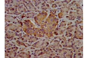 IHC image of ABIN7168912 diluted at 1:400 and staining in paraffin-embedded human pancreatic tissue performed on a Leica BondTM system. (Hepsin 抗体  (AA 294-413))