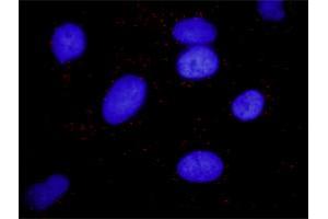 Proximity Ligation Analysis of protein-protein interactions between MAPK3 and ARRB2. (Arrestin 3 抗体  (AA 300-409))