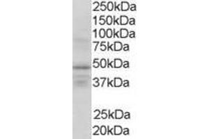 ABIN185297 (1µg/ml) staining of Human Brain lysate (35µg protein in RIPA buffer). (Retinoid X Receptor gamma 抗体  (AA 213-226))