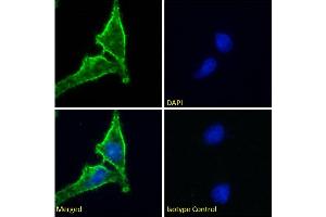 Immunofluorescence staining of fixed HeLa cells with anti-CD98 heavy chain antibody HBJ127.