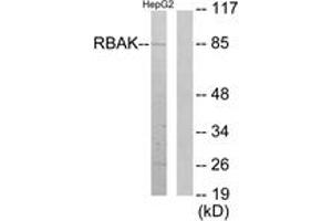 Western Blotting (WB) image for anti-RB-Associated KRAB Zinc Finger (RBAK) (AA 1-50) antibody (ABIN2889779) (RBAK 抗体  (AA 1-50))