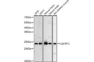 Western blot analysis of extracts of various cell lines, using UQCRFS1 Rabbit pAb antibody (ABIN6131106, ABIN6149963, ABIN6149965 and ABIN6222528) at 1:500 dilution. (UQCRFS1 抗体  (AA 79-274))